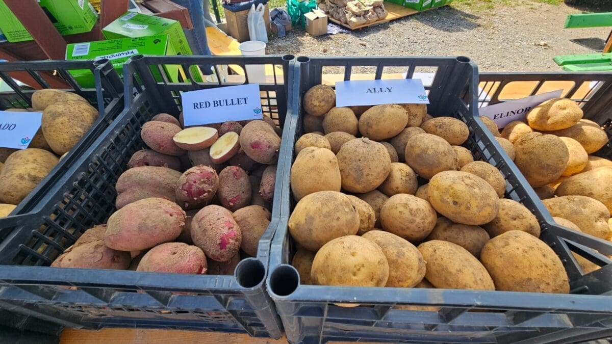Ove promjene na krumpiru otkrivaju da je pokvaren
